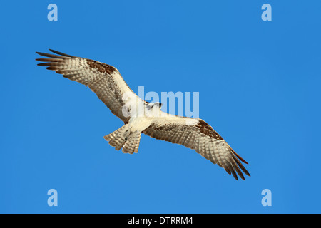 Fischadler, Everglades Nationalpark, Florida, USA / (Pandion Haliaetus) Stockfoto