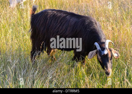 Hausziege (Capra Aegagrus Hircus) Stockfoto