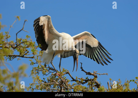 Woodstork, Florida, USA / (Mycteria Americana) / amerikanischen Holz-Ibis Stockfoto