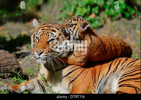 Sumatra-Tiger, Weibchen mit jungen / (Panthera Tigris Sumatrae, Panthera Sumatrae) Stockfoto