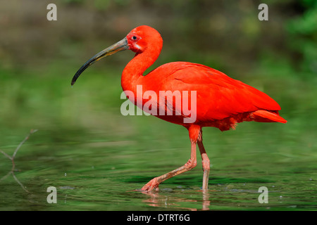 Scarlet Ibis / (Eudocimus Ruber) Stockfoto