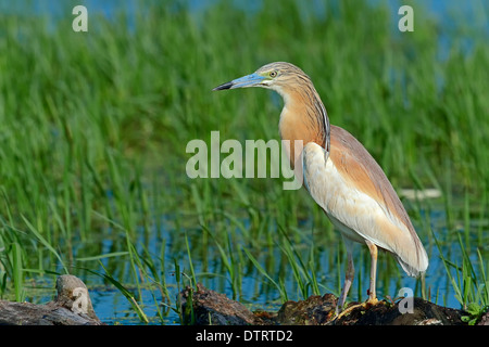 Wie Reiher, Griechenland / (Ardeola Ralloides) Stockfoto