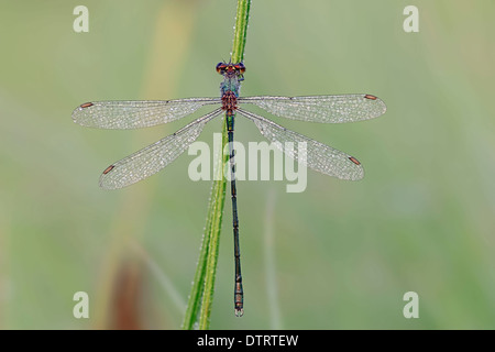 Willow Emerald Damselfly, Männlich, North Rhine-Westphalia, Germany / (Lestes Viridis) / Western Willow Spreadwing Stockfoto