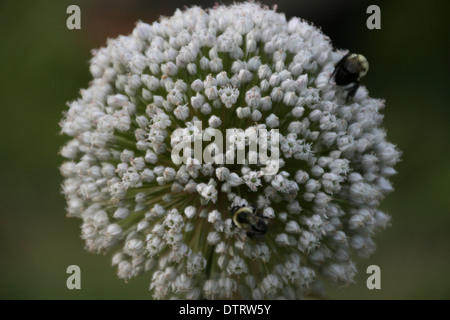 Bienen auf einer Runde Allium Blume Blüte Stockfoto