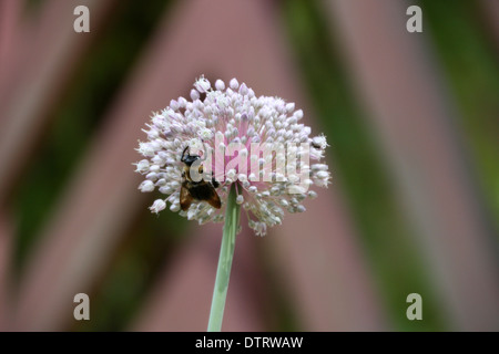 Biene auf einer Runde Allium Blume Blüte mit Chevron Hintergrund Stockfoto