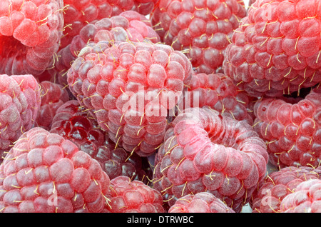 Organic Raspberries Stockfoto