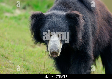 Faultiere / (Melursus Ursinus, Ursus Ursinus) Stockfoto