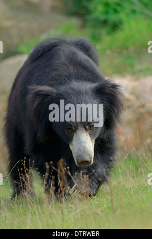 Faultiere / (Melursus Ursinus, Ursus Ursinus) Stockfoto