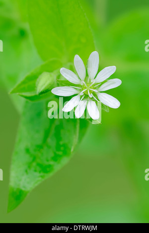 Riesige Vogelmiere, North Rhine-Westphalia, Deutschland / (Stellaria Aquatica, Myosoton Aquaticum) / Wasserdarm Stockfoto