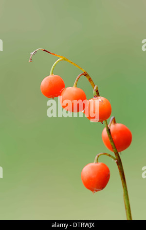 Lily Of The Valley, Beeren, Bayern, Deutschland / (Convallariaarten Majalis) Stockfoto