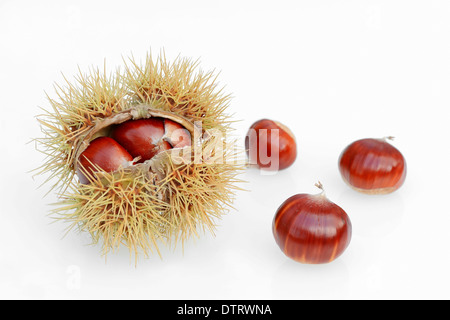 Sweet Chestnut, Früchte / (Castanea Sativa) / europäischen Kastanie Stockfoto