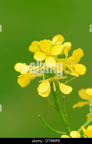 Wilder Senf, North Rhine-Westphalia, Deutschland / (Sinapis Arvensis) / Feld Senf, Ackersenf Senf, Mais Senf Stockfoto