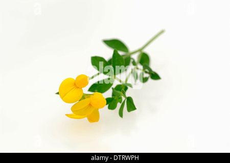 Birdsfoot Kleeblatt / (Lotus Corniculatus) / Vogels Foot Trefoil Stockfoto