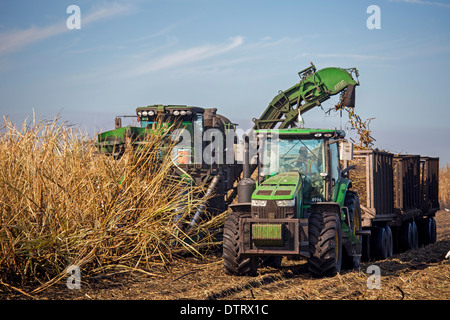 Belle Glade, Florida - mechanische Ernte von Zuckerrohr in Süd-Florida Stockfoto