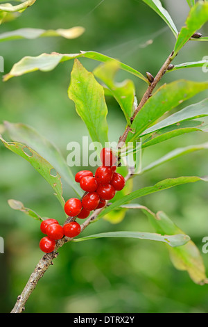 Februar Daphne, Zweig mit Früchten, Bayern, Deutschland / (Daphne Mezereum) / Seidelbast Stockfoto