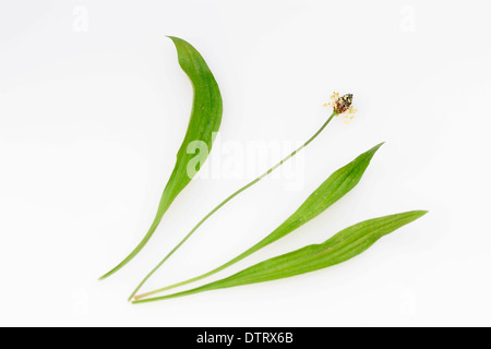 Englisch-Wegerich, Blüte und Blätter / (Plantago Lanceolata) / schmale Blatt Wegerich, Spitzwegerich Spitzwegerich Stockfoto