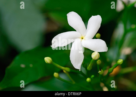 Krepp Jasmine Rajasthan Indien / (Tabernaemontana Divaricata) / Kaffee Rose Krepp Gardenia Papier Gardenia Windrad Jasmine Krepp Stockfoto