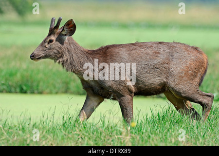 Sambar Deer, Männlich, Keoladeo Ghana Nationalpark, Rajasthan, Indien / (Cervus unicolor) Stockfoto