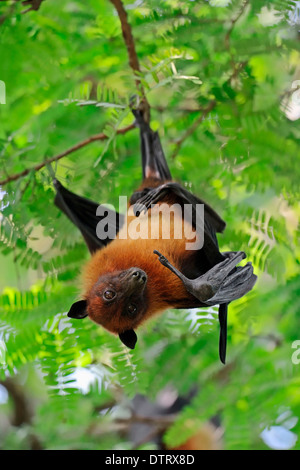 Indische Flying Fox, Uttar Pradesh, Indien / (Pteropus Giganteus) Stockfoto