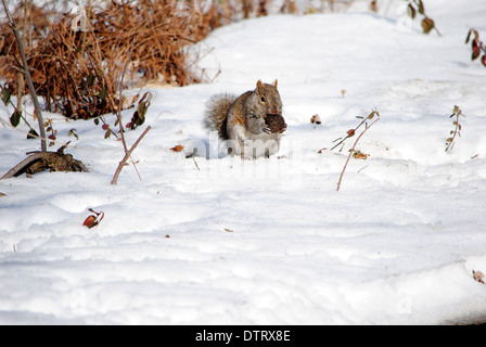 Graue Eichhörnchen, Nahrungssuche im Tiefschnee. Stockfoto