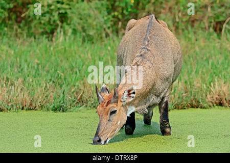 Jackale, Männlich, Keoladeo Ghana Nationalpark, Rajasthan, Indien / (Boselaphus Tragocamelus) / Blue Bull Stockfoto