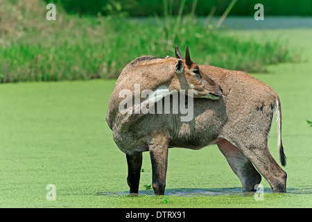 Jackale, Männlich, Keoladeo Ghana Nationalpark, Rajasthan, Indien / (Boselaphus Tragocamelus) / Blue Bull Stockfoto