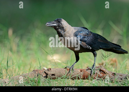 Haus-Krähe, Keoladeo Ghana Nationalpark, Rajasthan, Indien / (Corvus Splendens) Stockfoto