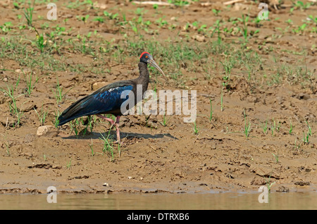 Schwarz-Ibis, Uttar Pradesh, Indien / (Pseudibis Papillosa) / rot-Himalaja-Ibis Stockfoto