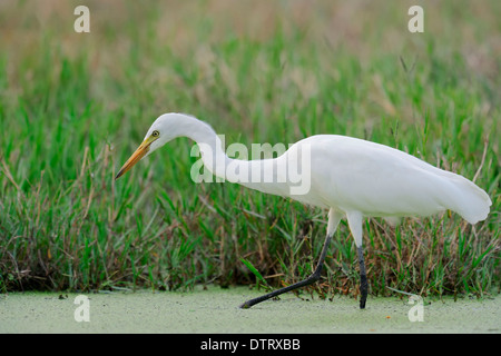 Fortgeschrittene Egret Keoladeo Ghana Nationalpark Rajasthan Indien / (Egretta intermedia Mesophoyx intermedia Ardea Intermedia) Stockfoto