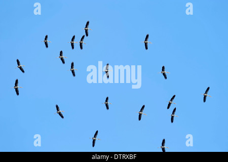 Bemalte Störche, Keoladeo Ghana Nationalpark, Rajasthan, Indien / (Ibis Leucocephalus, Mycteria Leucocephala) Stockfoto