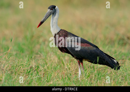 Wollig-necked Storch, Keoladeo Ghana Nationalpark, Rajasthan, Indien / (Ciconia Episcopus Episcopus) Stockfoto