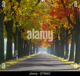 Allee Im Herbst - Allee im Herbst 29 Stockfoto