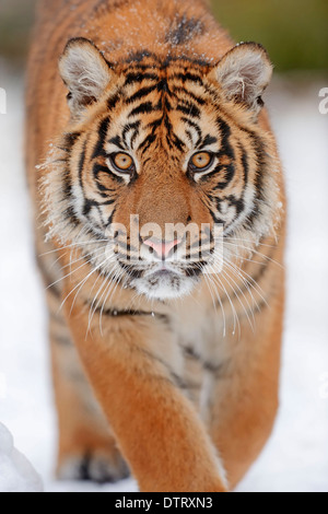 Gehstock / (Extatosoma Tiaratum) / Maclaey Gespenst Stabheuschrecke, Spiney Stabheuschrecke, riesige stacheligen Stabheuschrecke Stockfoto