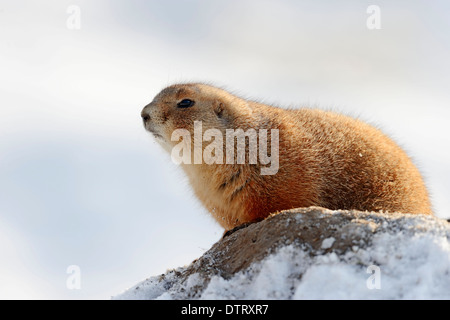 Birken-Blatt-Rolle, Blatt Roll, North Rhine-Westphalia, Deutschland / (Deporaus Betulae, Deporaus Populi) / Birke Leafroller Stockfoto