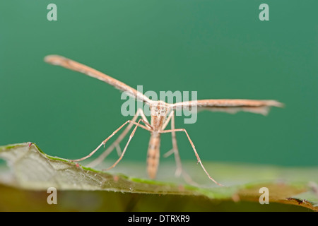 Bagworm Motte, Fall, North Rhine-Westphalia, Deutschland / (Psyche Casta) Stockfoto