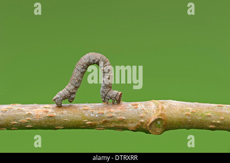 Faultiere / (Melursus Ursinus, Ursus Ursinus) Stockfoto