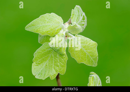 Kubanische Baumratte / (Capromys Pilorides) / Desmarest Baumratte Stockfoto