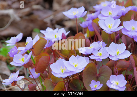 Leberbluemchen - Hepatica Nobilis 01 Stockfoto