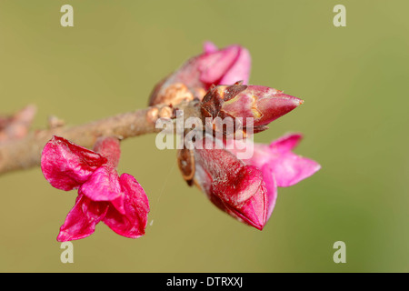 Lady's Labkraut, North Rhine-Westphalia, Deutschland / (Galium Verum) / gelbe Labkraut, unsere Lady's Labkraut, Magd Haare, gelbe Bett - Stroh, Käse Lab, Curdwort, gelbe Cleavers Stockfoto