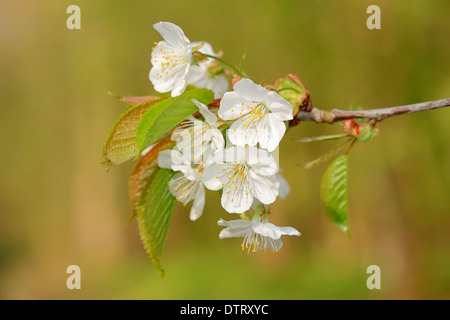 Marsh Fingerkraut, North Rhine-Westphalia, Deutschland / (Potentilla Palustris, Comarum Palustre) / lila Fingerkraut, Sumpf-Fingerkraut Stockfoto