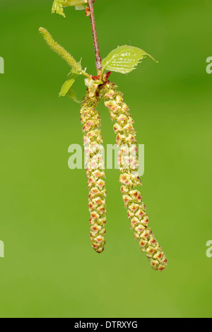 Marsh Fingerkraut, North Rhine-Westphalia, Deutschland / (Potentilla Palustris, Comarum Palustre) / lila Fingerkraut, Sumpf-Fingerkraut Stockfoto