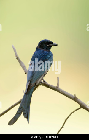 Schwarzer Drongo, Keoladeo Ghana Nationalpark, Rajasthan, Indien / (Dicrurus Macrocerus) Stockfoto