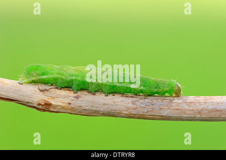 Patagonische Mara / (Dolichotis Patagonum) / patagonischen Cavia Stockfoto