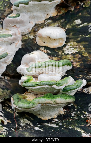 Gemeinsamen Ash, North Rhine-Westphalia, Deutschland / (Fraxinus Excelsior) / europäischer Esche Stockfoto