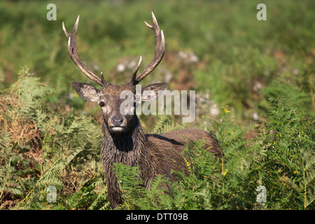 Junges Rothirsch Pricket aus Bracken. Stockfoto