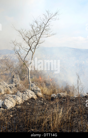 Buschfeuer Stockfoto