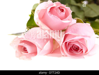 Drei Rosa Rosen mit Wassertropfen. Stockfoto