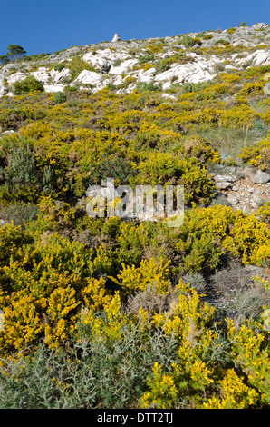 Spanische Ginster Spartium Junceum, blühen im Frühling in den Bergen von Mijas, Südspanien. Stockfoto