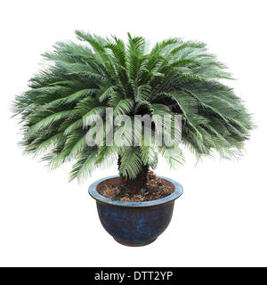 CYCAS in der Keramik-Urne Stockfoto