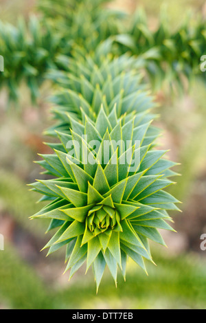 Detail der Monkey Puzzle Tree "Zweigniederlassung" wächst in England, UK Stockfoto
